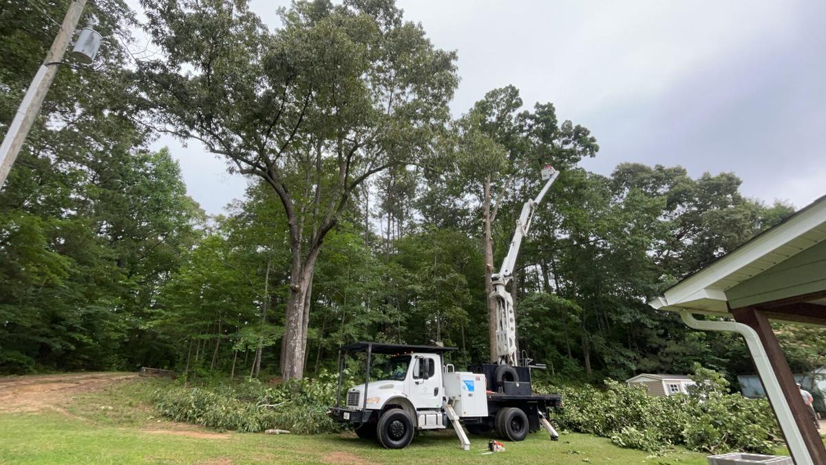Large tree being removed beside a North Alabama home