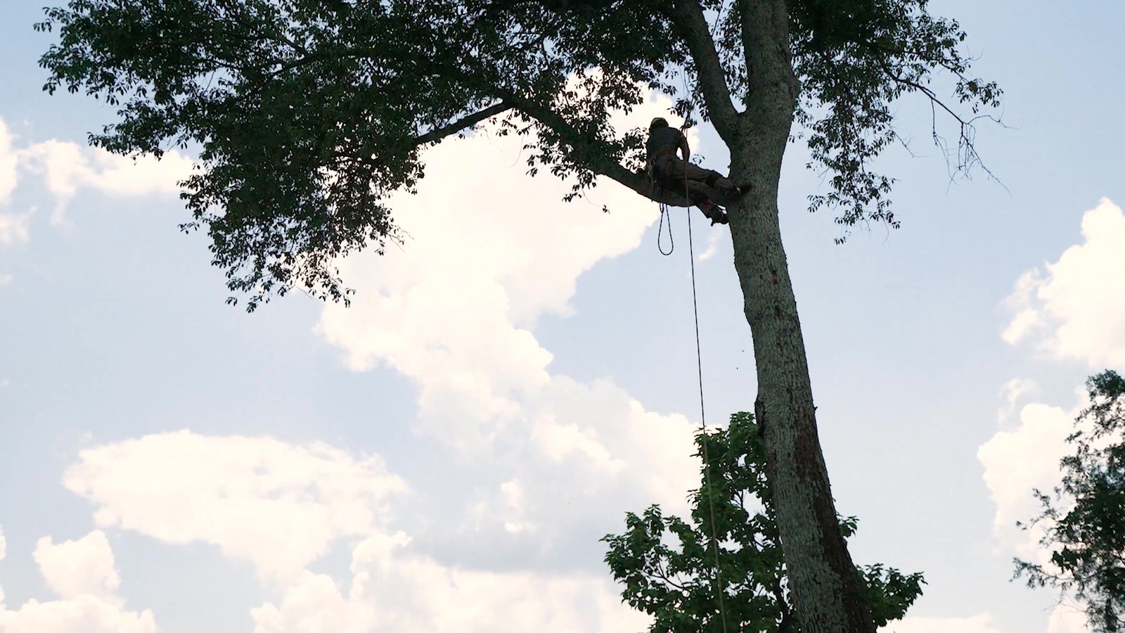 Climber rigging a limb high in the canopy against an Alabama sky