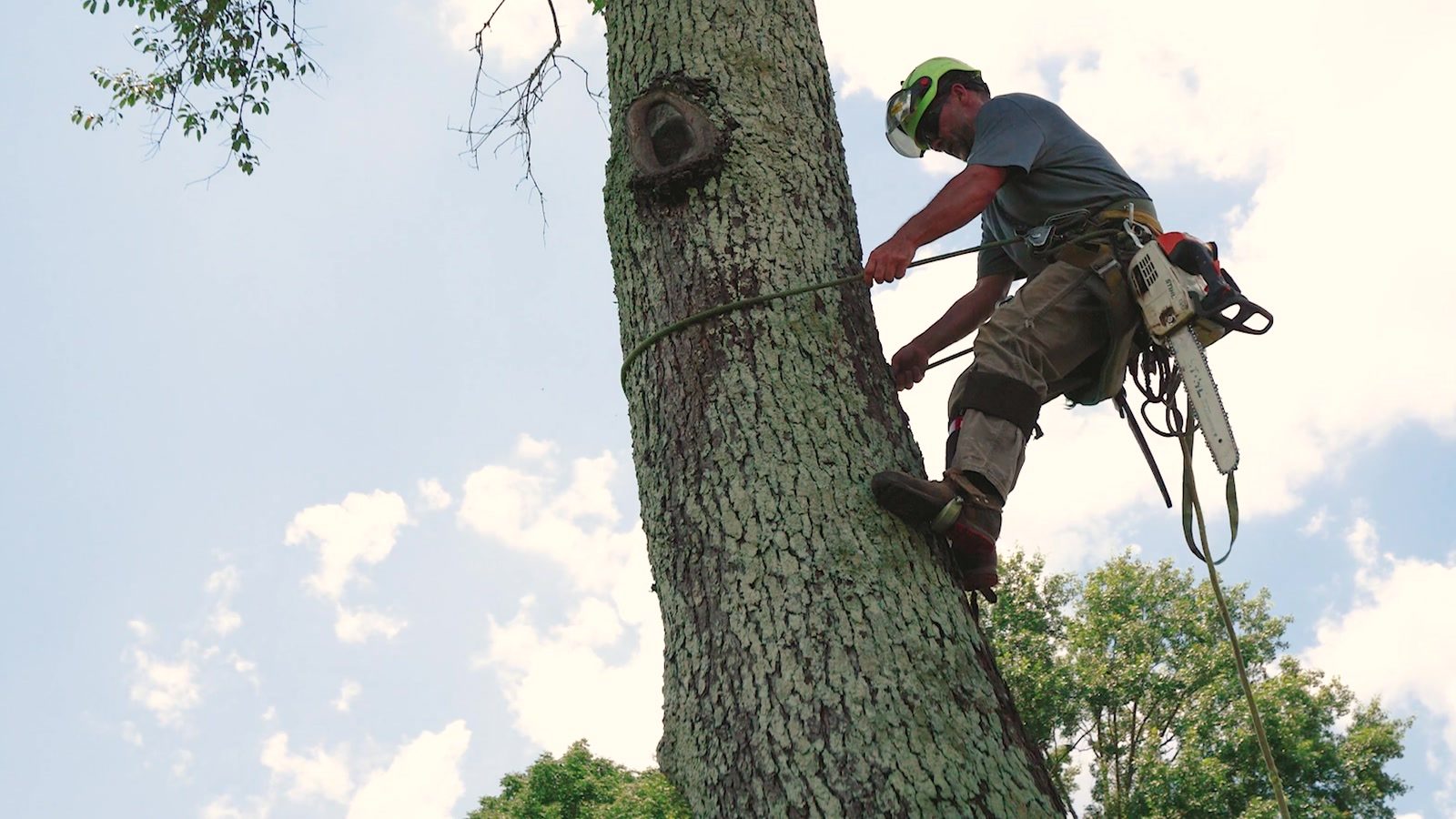 Certified climber ascending a mature hardwood trunk with a chainsaw