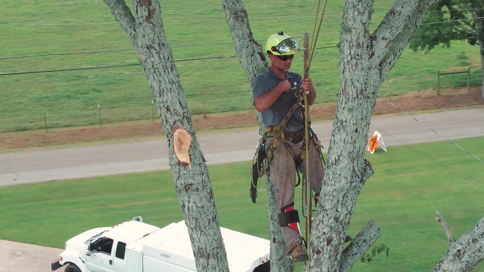 Climber taking down a roadside tree with the bucket truck staged below