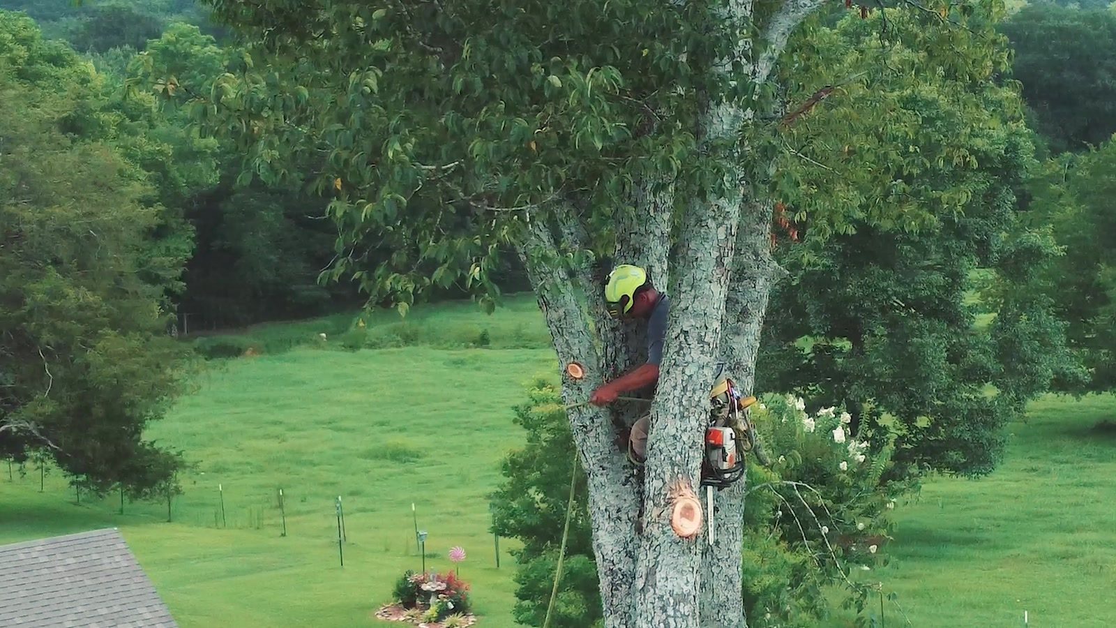 Aerial view of a climber working in the canopy of a large hardwood