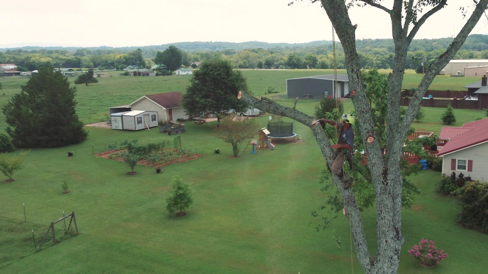 Aerial view of a Southeastern Tree Pros climber working a tree on a rural Alabama property