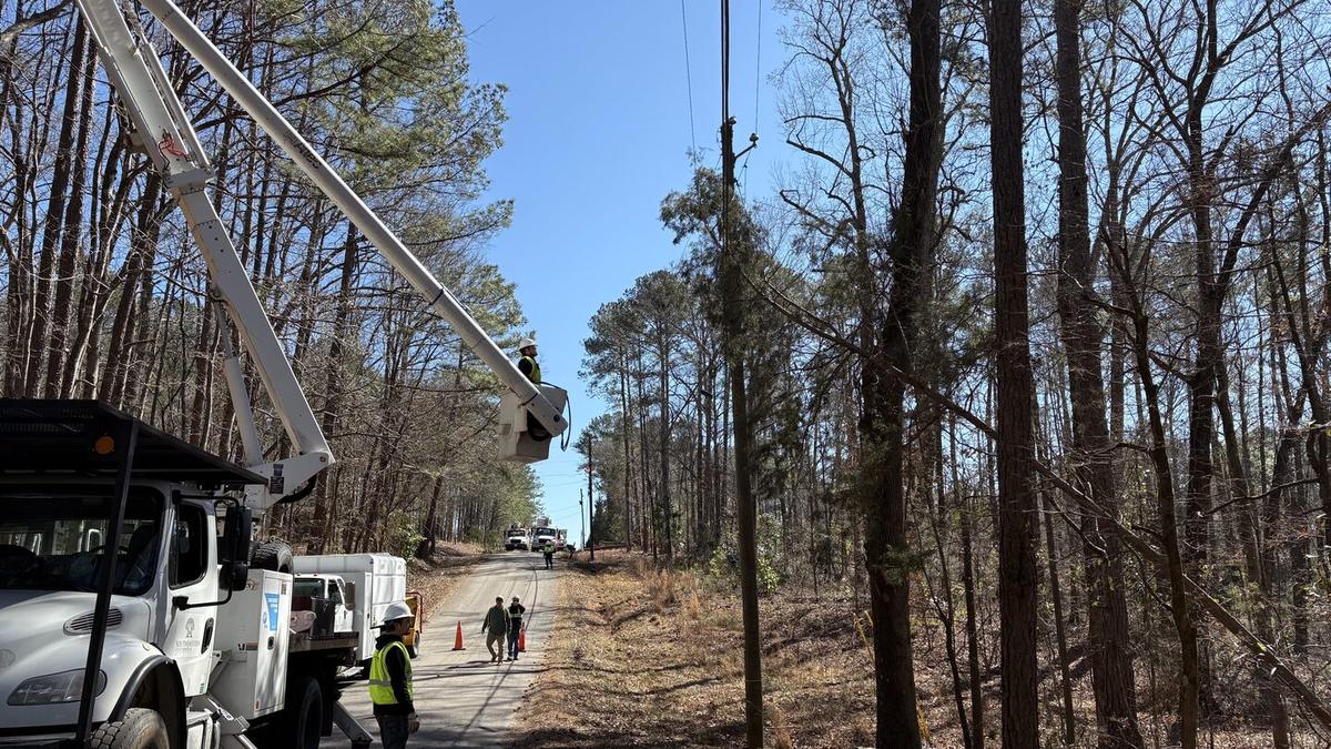 Tree trimming and pruning in North Alabama