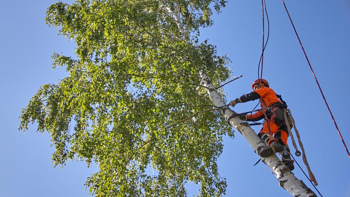 Climbing arborist pruning high in a tree canopy